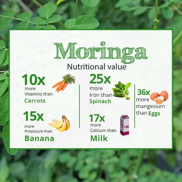 Akshit Moringa Leaves, 2.6oz, Dried From Fresh MoringaOleifera Leaves, Hojas De Moringa Secas, Loose Leaf Tea, Drumstick Tree Leaf, Non-GMO