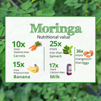 Akshit Moringa Leaves, 2.6oz, Dried From Fresh MoringaOleifera Leaves, Hojas De Moringa Secas, Loose Leaf Tea, Drumstick Tree Leaf, Non-GMO