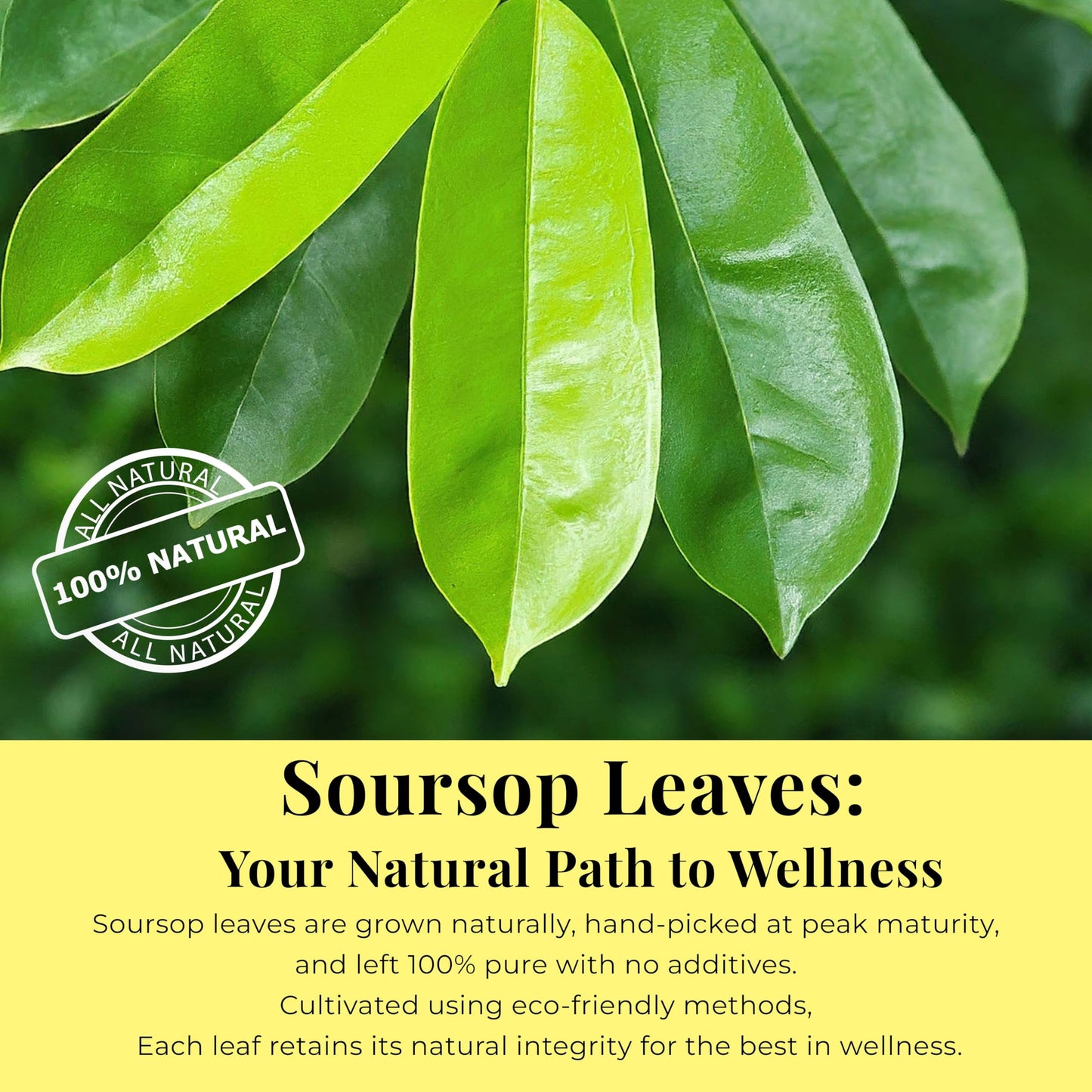 Akshit Natural Moringa Leaves, Dried From Fresh Leaves, MoringaOleifera Leaf Tea, Caffeine Free, Hojas De Moringa Secas, Non GMO. 2.6oz.