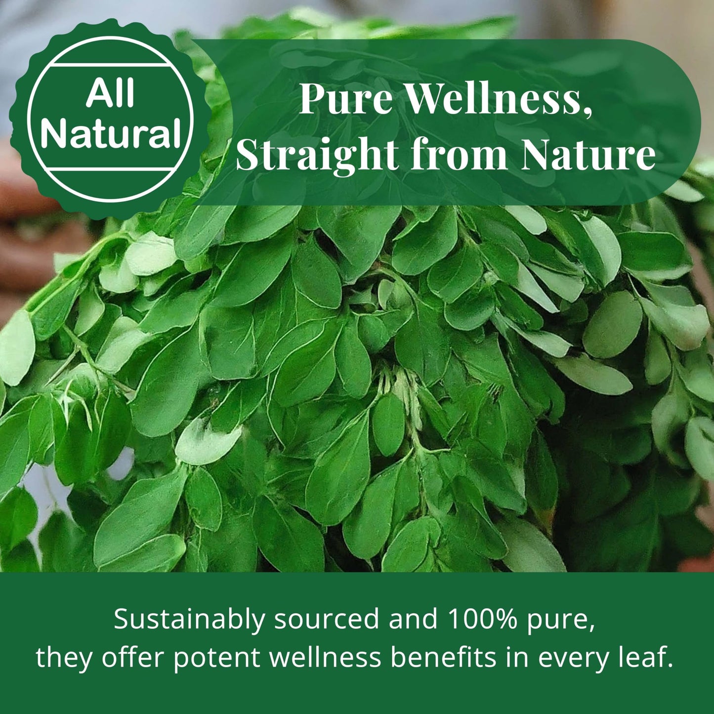 Akshit Moringa Leaves, 2.6oz, Dried From Fresh MoringaOleifera Leaves, Hojas De Moringa Secas, Loose Leaf Tea, Drumstick Tree Leaf, Non-GMO