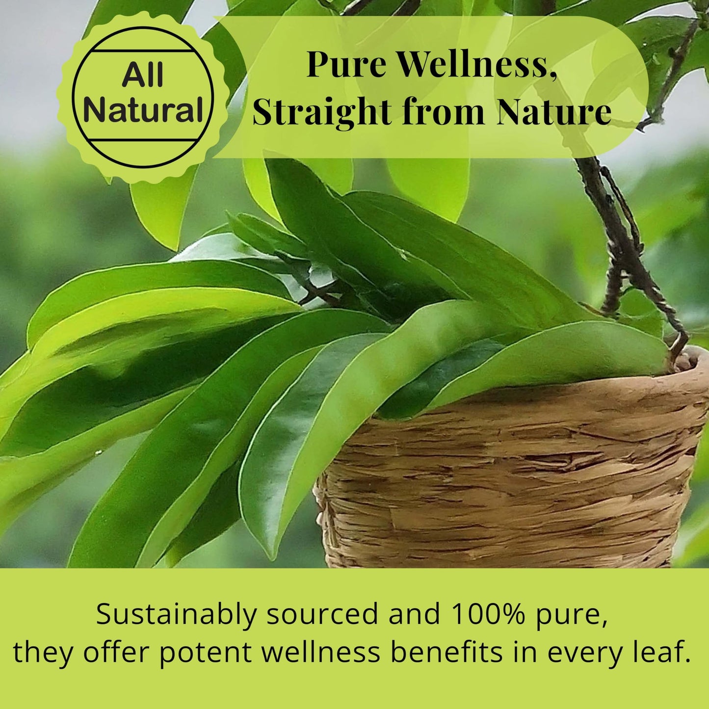 Akshit Natural Moringa Leaves, Dried From Fresh Leaves, MoringaOleifera Leaf Tea, Caffeine Free, Hojas De Moringa Secas, Non GMO. 2.6oz.