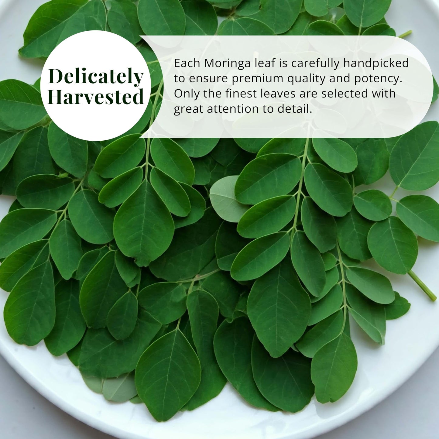 Akshit Natural Moringa Leaves, Dried From Fresh Leaves, MoringaOleifera Leaf Tea, Caffeine Free, Hojas De Moringa Secas, Non GMO. 2.6oz.