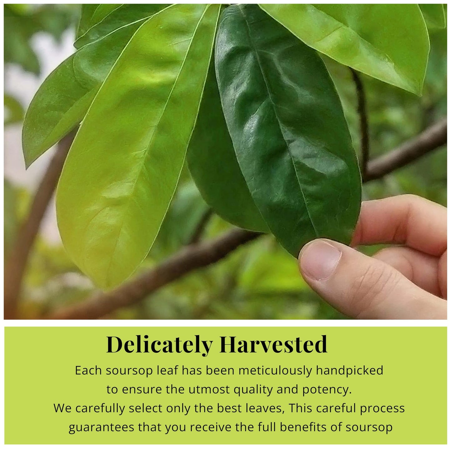 Akshit Natural Moringa Leaves, Dried From Fresh Leaves, MoringaOleifera Leaf Tea, Caffeine Free, Hojas De Moringa Secas, Non GMO. 2.6oz.