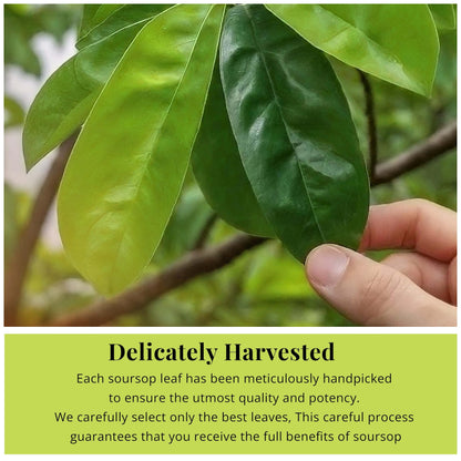 Akshit Natural Moringa Leaves, Dried From Fresh Leaves, MoringaOleifera Leaf Tea, Caffeine Free, Hojas De Moringa Secas, Non GMO. 2.6oz.
