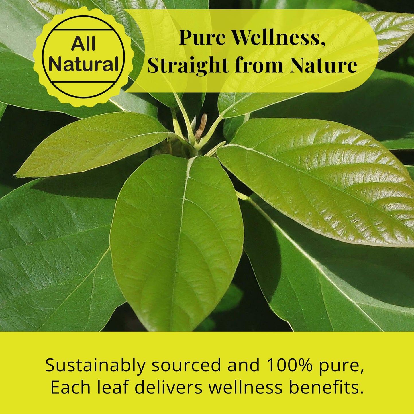 Akshit Natural Moringa Leaves, Dried From Fresh Leaves, MoringaOleifera Leaf Tea, Caffeine Free, Hojas De Moringa Secas, Non GMO. 2.6oz.