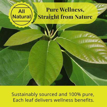 Akshit Natural Moringa Leaves, Dried From Fresh Leaves, MoringaOleifera Leaf Tea, Caffeine Free, Hojas De Moringa Secas, Non GMO. 2.6oz.