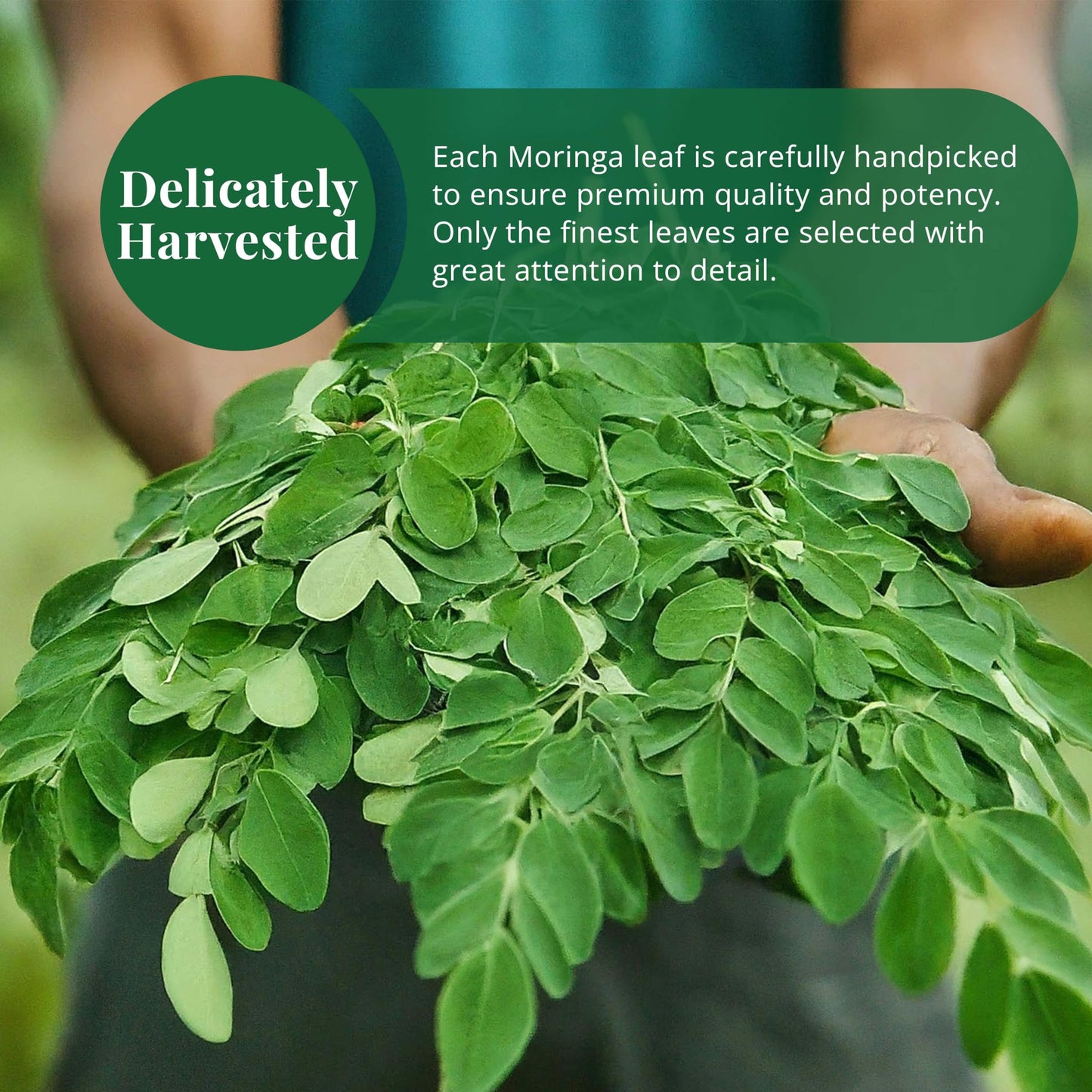 Akshit Moringa Leaves, 2.6oz, Dried From Fresh MoringaOleifera Leaves, Hojas De Moringa Secas, Loose Leaf Tea, Drumstick Tree Leaf, Non-GMO