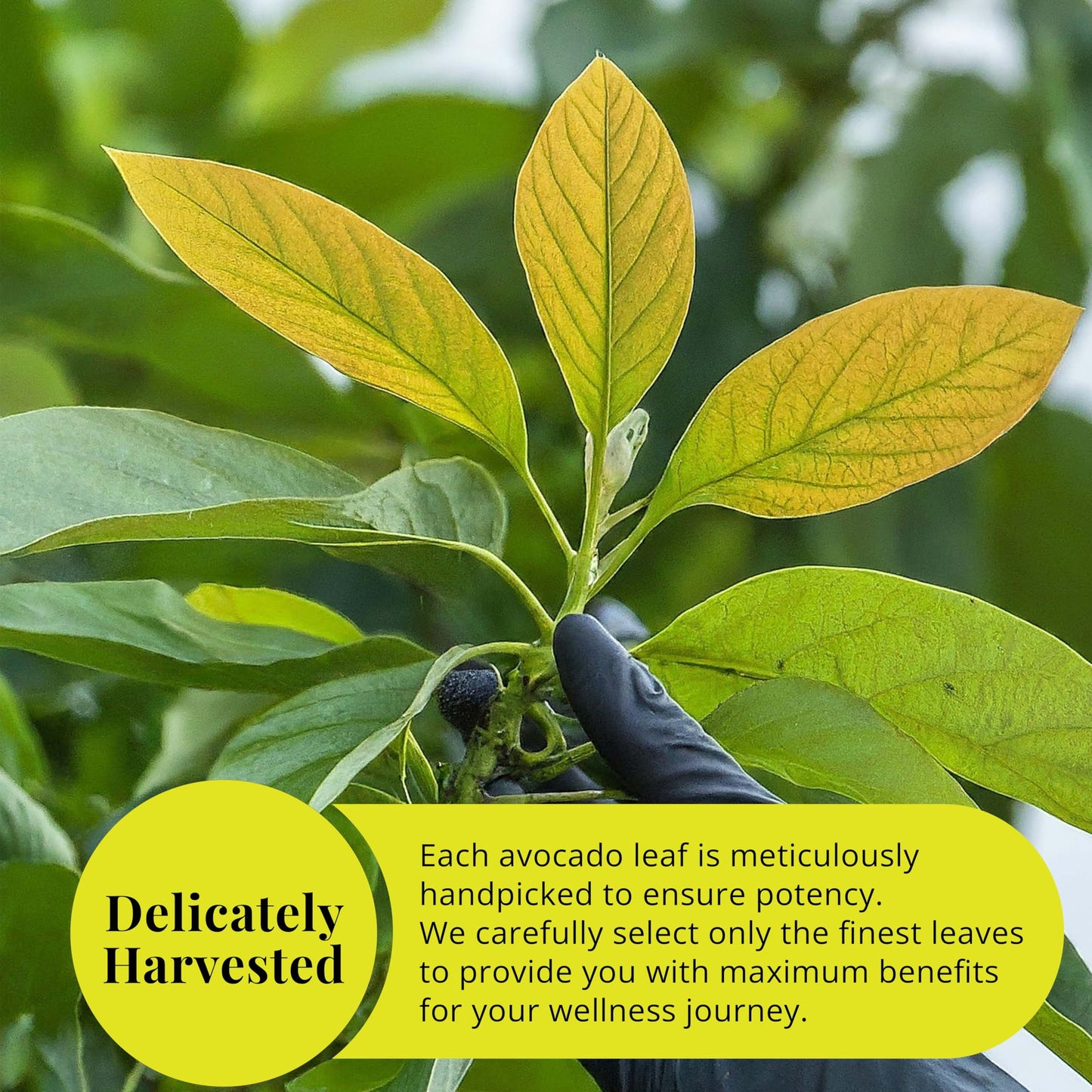 Akshit Moringa Leaves, 2.6oz, Dried From Fresh MoringaOleifera Leaves, Hojas De Moringa Secas, Loose Leaf Tea, Drumstick Tree Leaf, Non-GMO